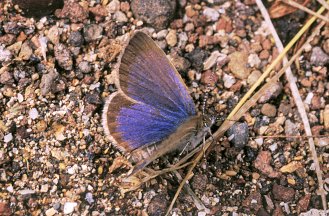 African grass blue butterfly