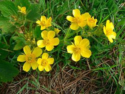 Canary buttercup