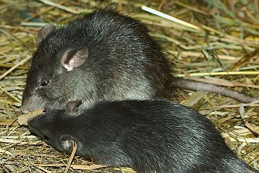 common rat