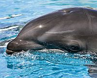 Dolphin 2