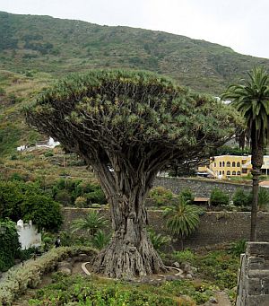 Dragon Tree Tenerife
