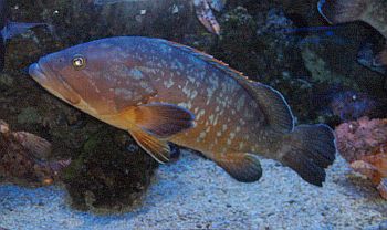 dusky grouper