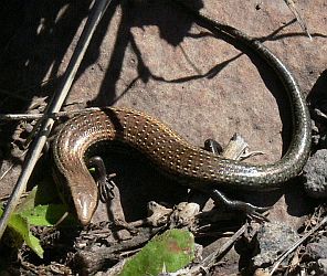 tenerife lizards snake skink look legs blooded vertebrates cold insects skinks carnivorous feed variety centre information