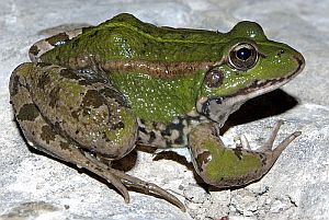 Iberian water frog