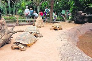 Giant tortoises at Loro Park, Tenerife