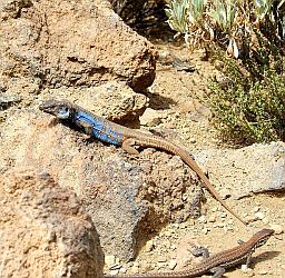 southern Tenerife lizard